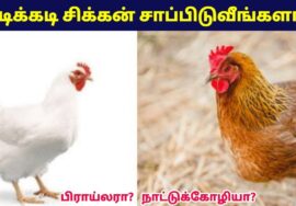 சிக்கன் சாப்பிட வேண்டாம் | Broiler Chicken vs Country Chicken Health Benefits